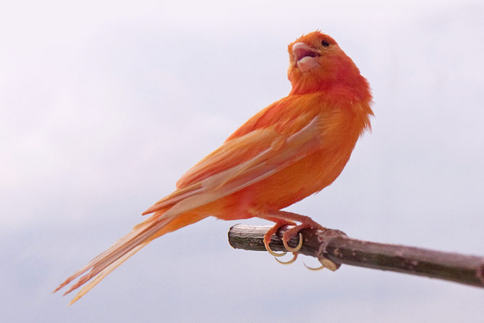 How did cardinals get those bright red feathers? – Washington University  School of Medicine in St. Louis
